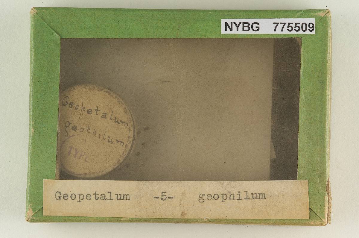 Geopetalum geophilum image