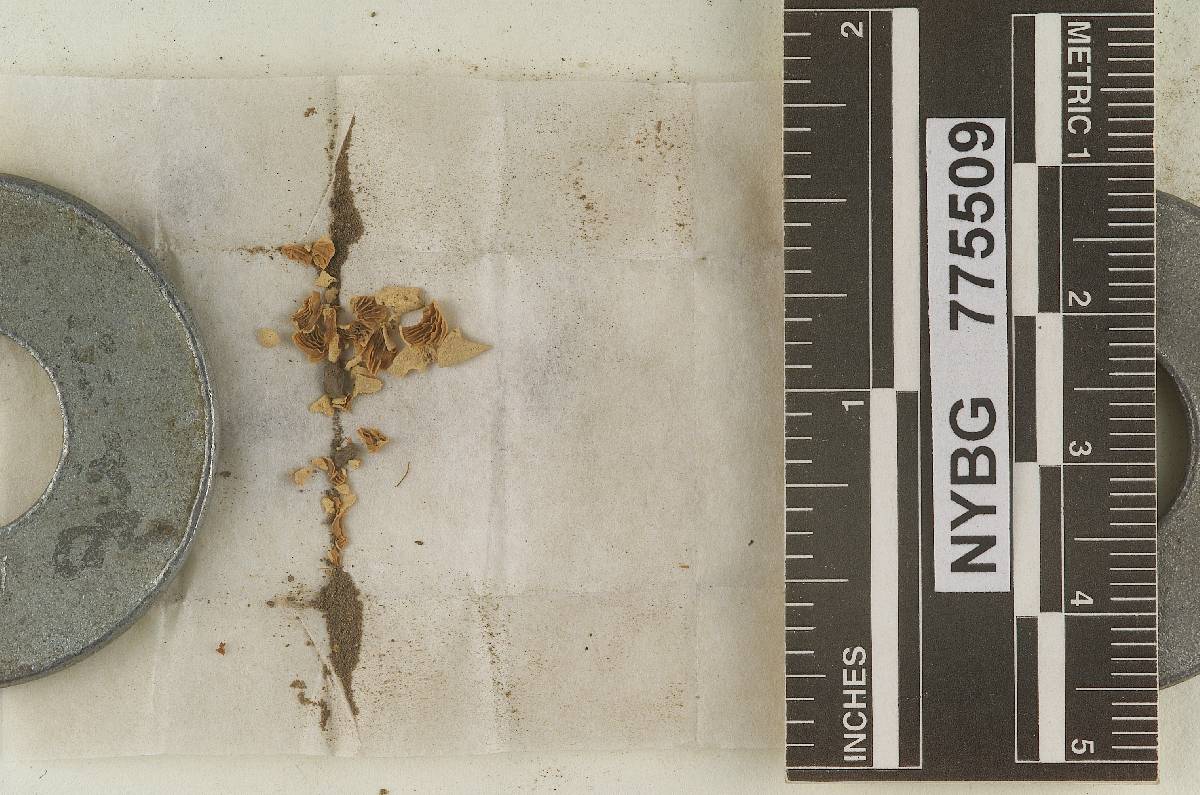 Geopetalum geophilum image