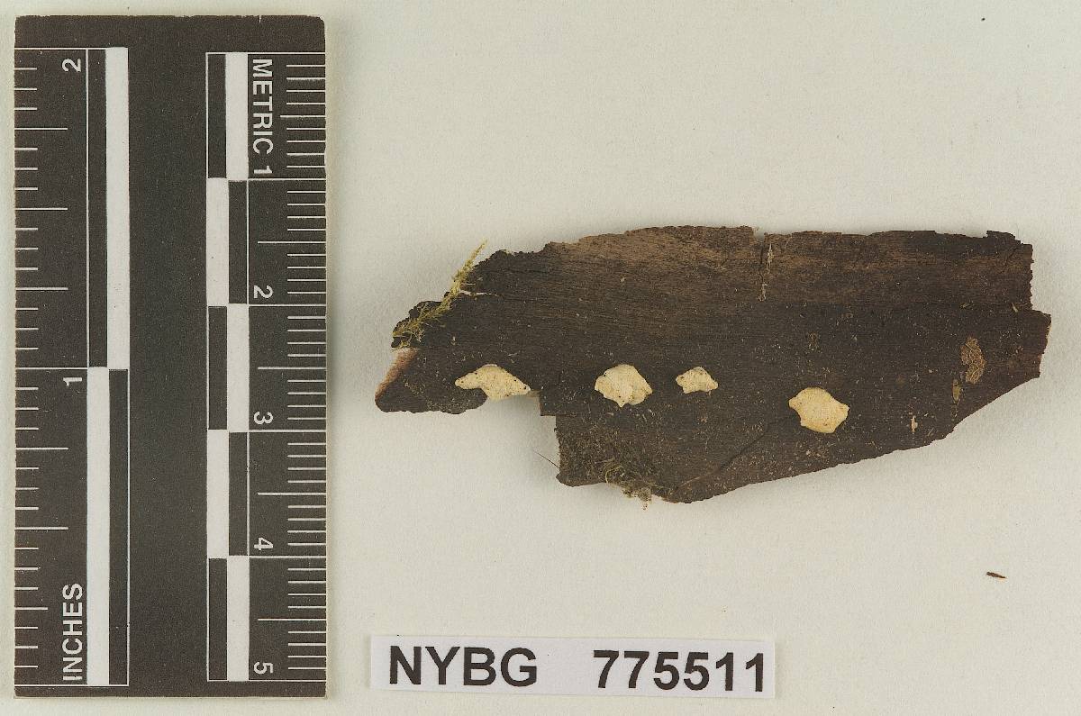 Geopetalum oregonense image