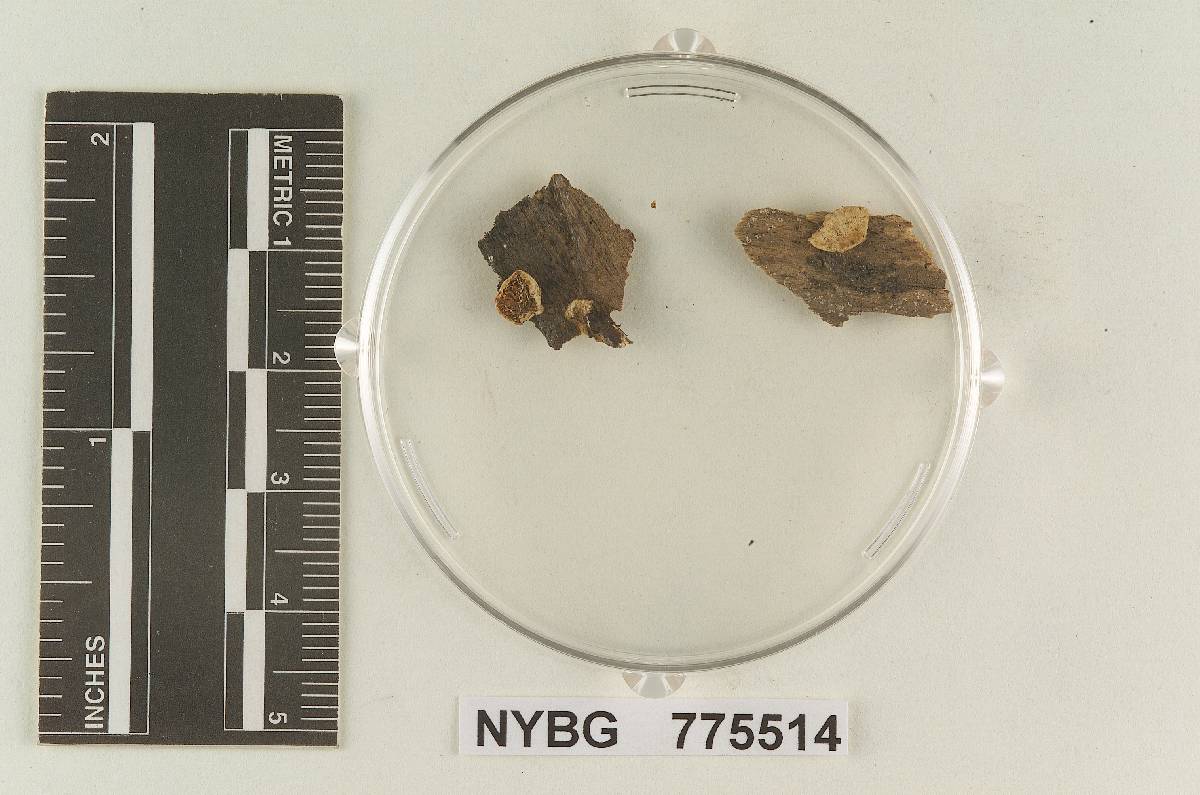 Geopetalum oregonense image