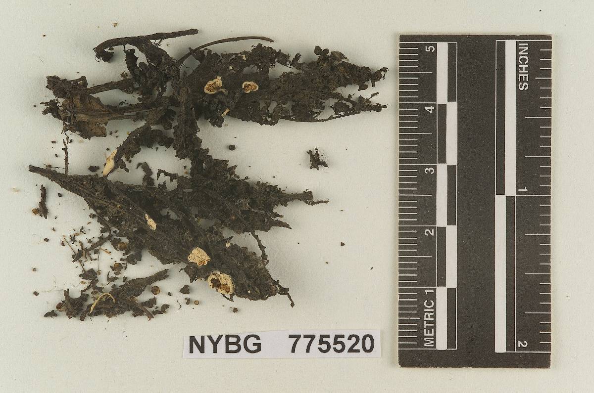 Geopetalum subsepticum image
