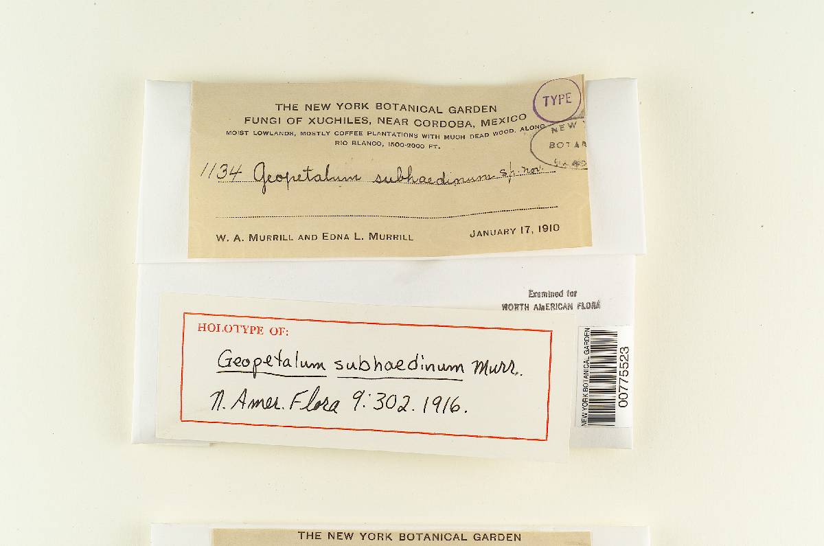 Geopetalum subhaedinum image