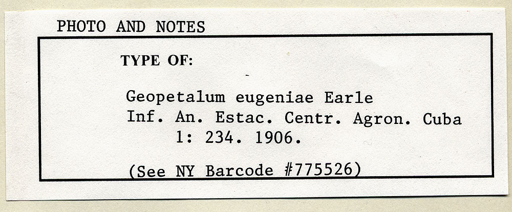 Geopetalum eugeniae image