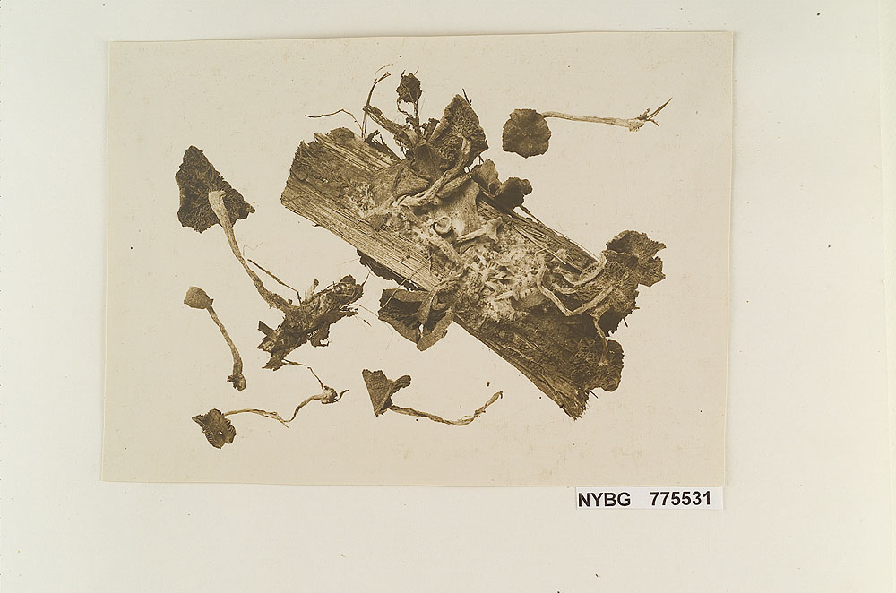 Pholiotina musae image