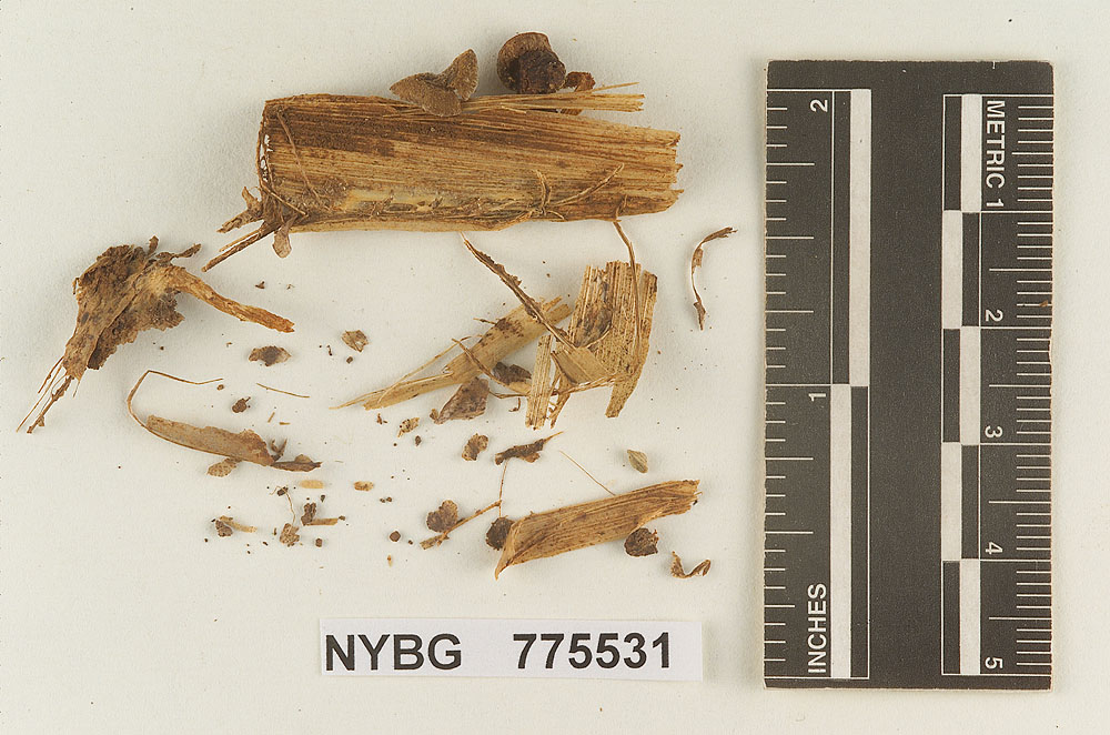 Pholiotina musae image