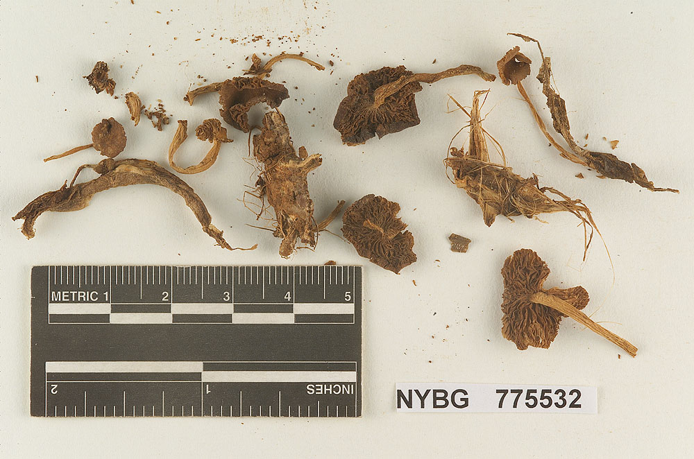 Pholiotina musae image