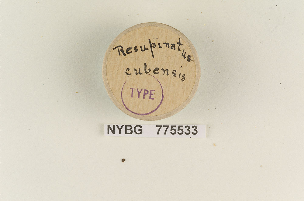 Resupinatus cubensis image
