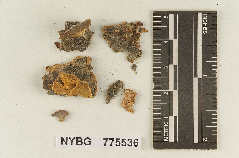 Resupinatus subbarbatulus image