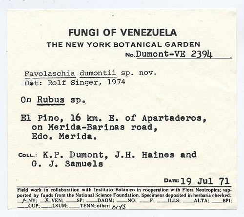 Favolaschia dumontii image