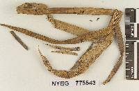 Favolaschia meridae image
