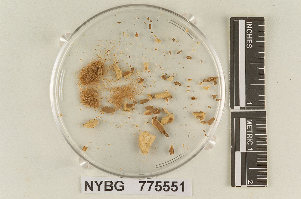 Fistulina brasiliensis image