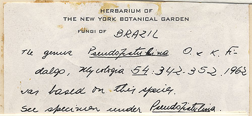Fistulina brasiliensis image