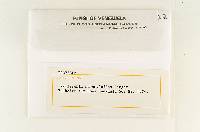 Favolaschia subamyloidea image