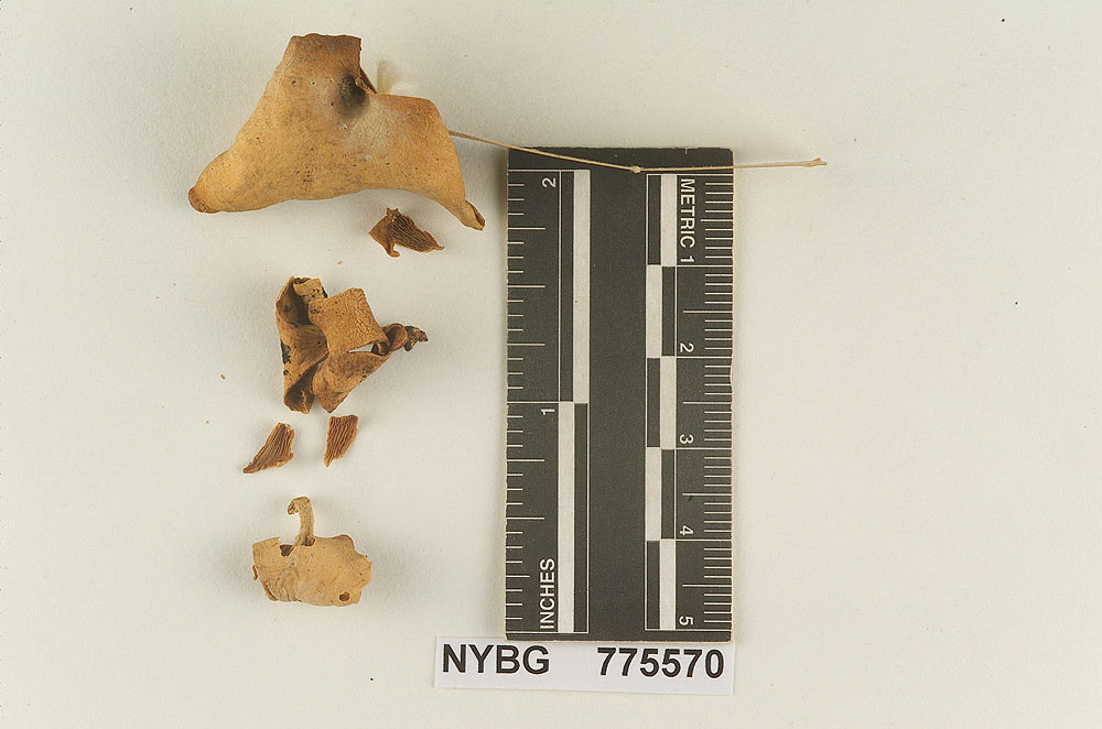 Panellus subcantharelloides image