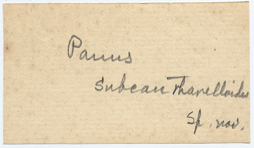 Panellus subcantharelloides image