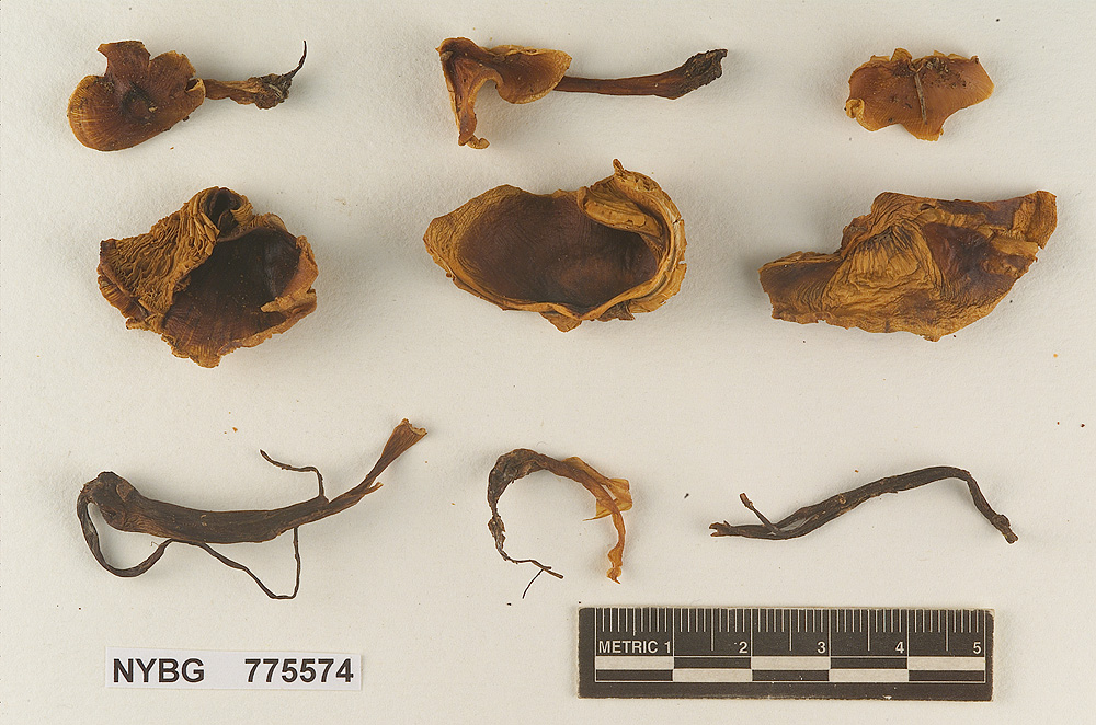 Phaeocollybia caudata image