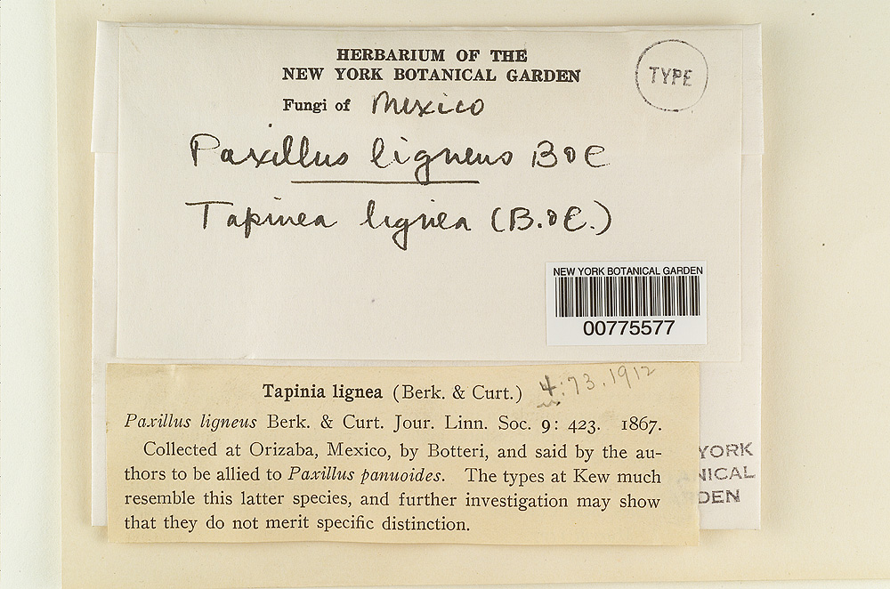 Paxillus ligneus image