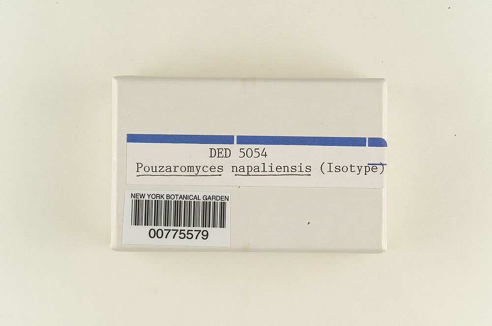 Pouzaromyces napaliensis image