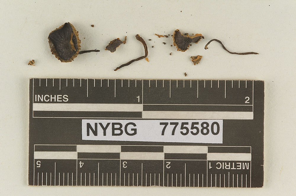 Rhodophyllus pumanquensis image