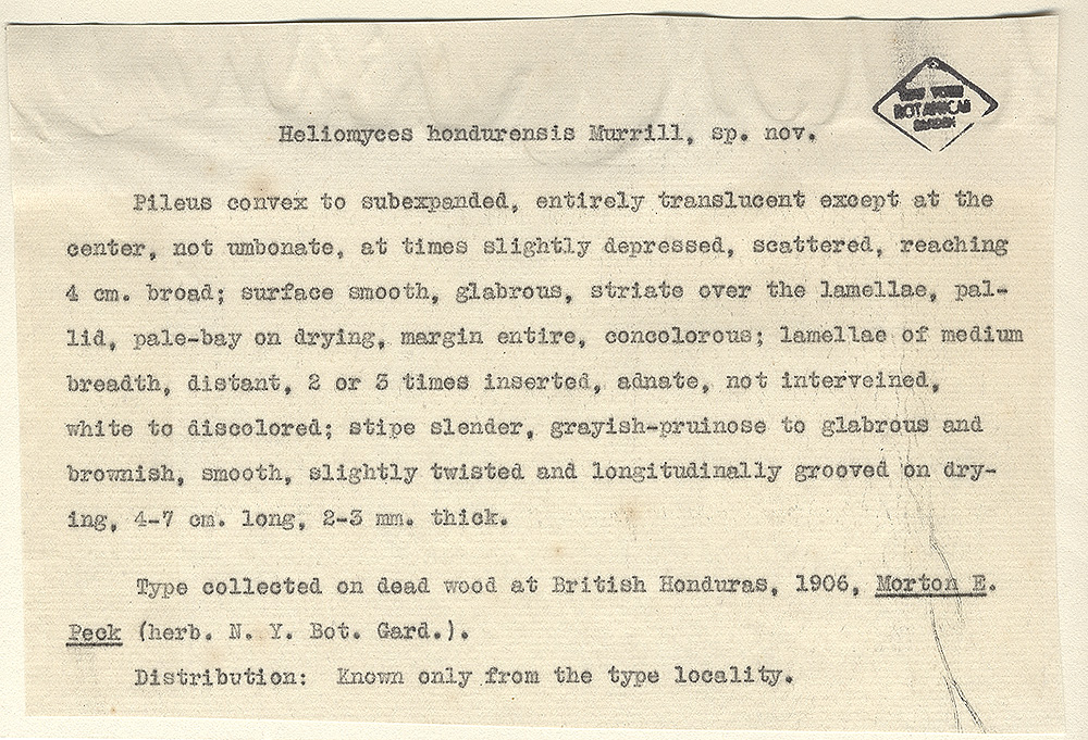 Heliomyces hondurensis image