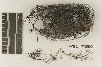 Polymarasmius submulticeps image