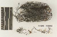 Polymarasmius submulticeps image