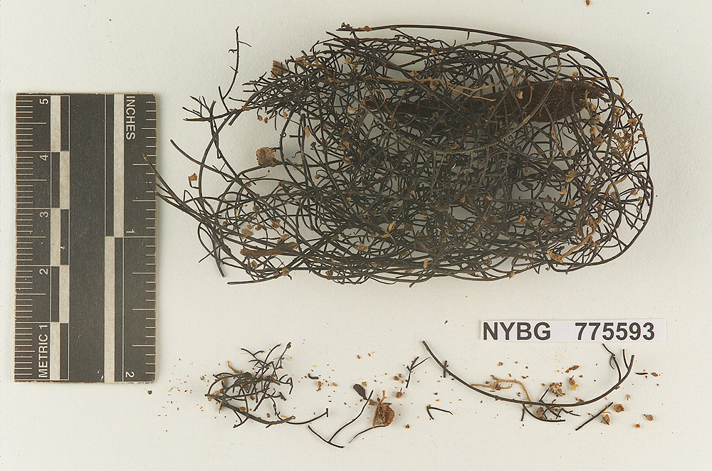 Polymarasmius submulticeps image