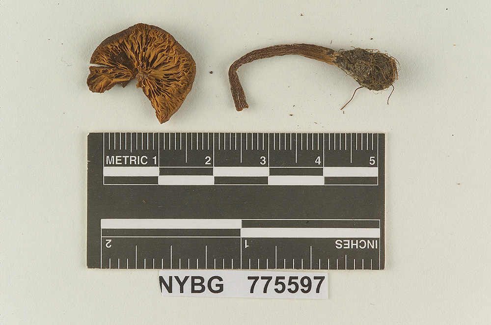 Clitopilus davisii image