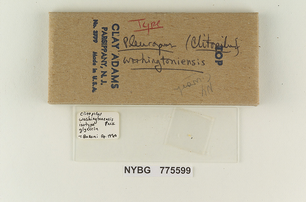 Clitopilus washingtoniensis image