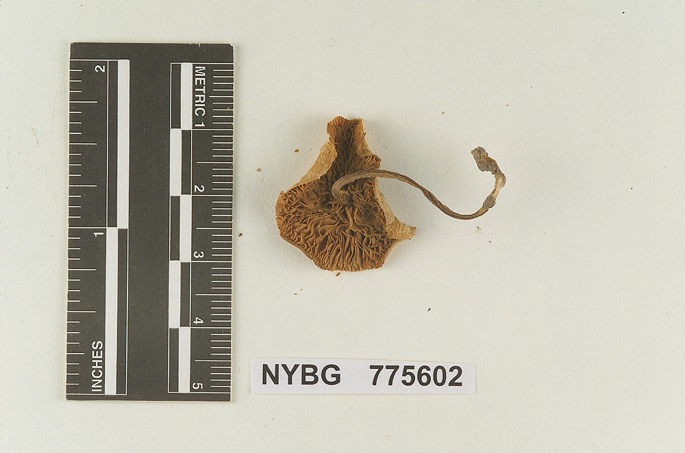 Clitopilus subplanus image