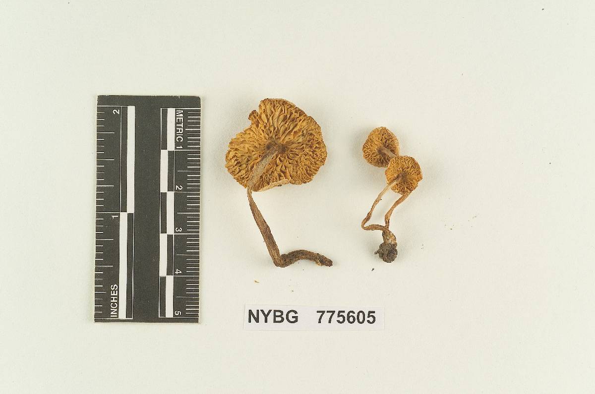 Cystolepiota pumanquensis image