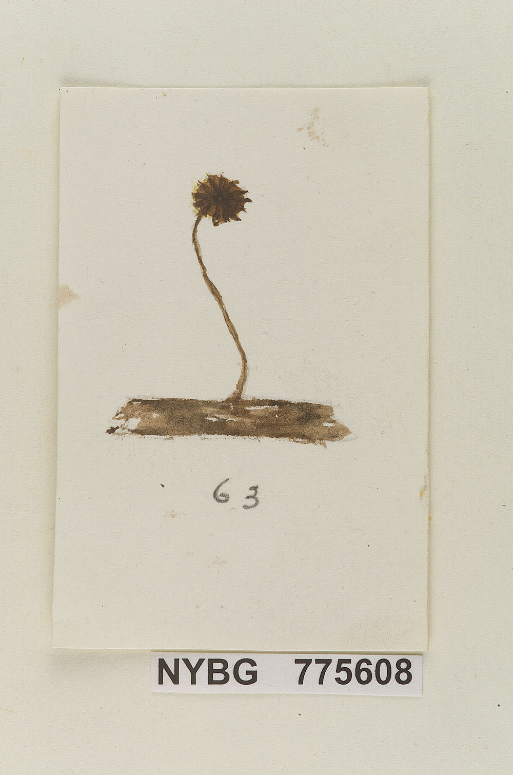 Crinipellis echinulata image
