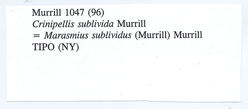 Crinipellis sublivida image