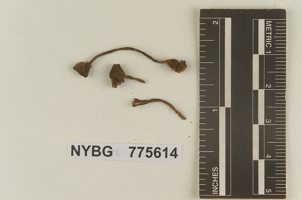 Crinipellis squamifolia image