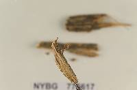 Crinipellis metuloidophora image