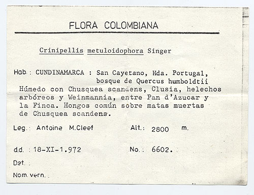 Crinipellis metuloidophora image