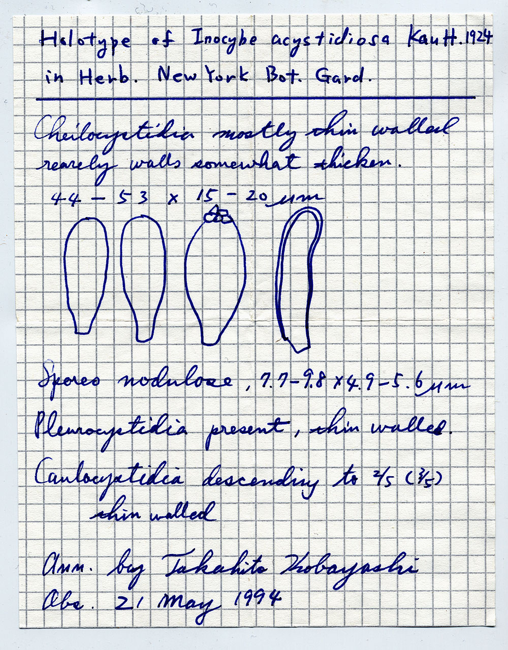 Inocybe acystidiosa image