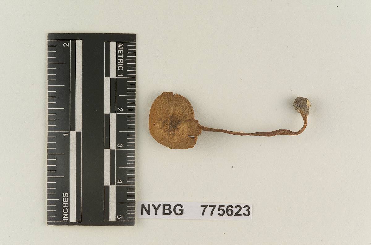 Inocybe astoriana image