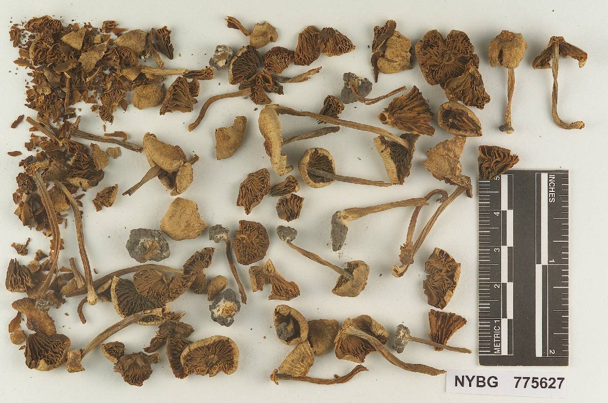 Inocybe abundans image