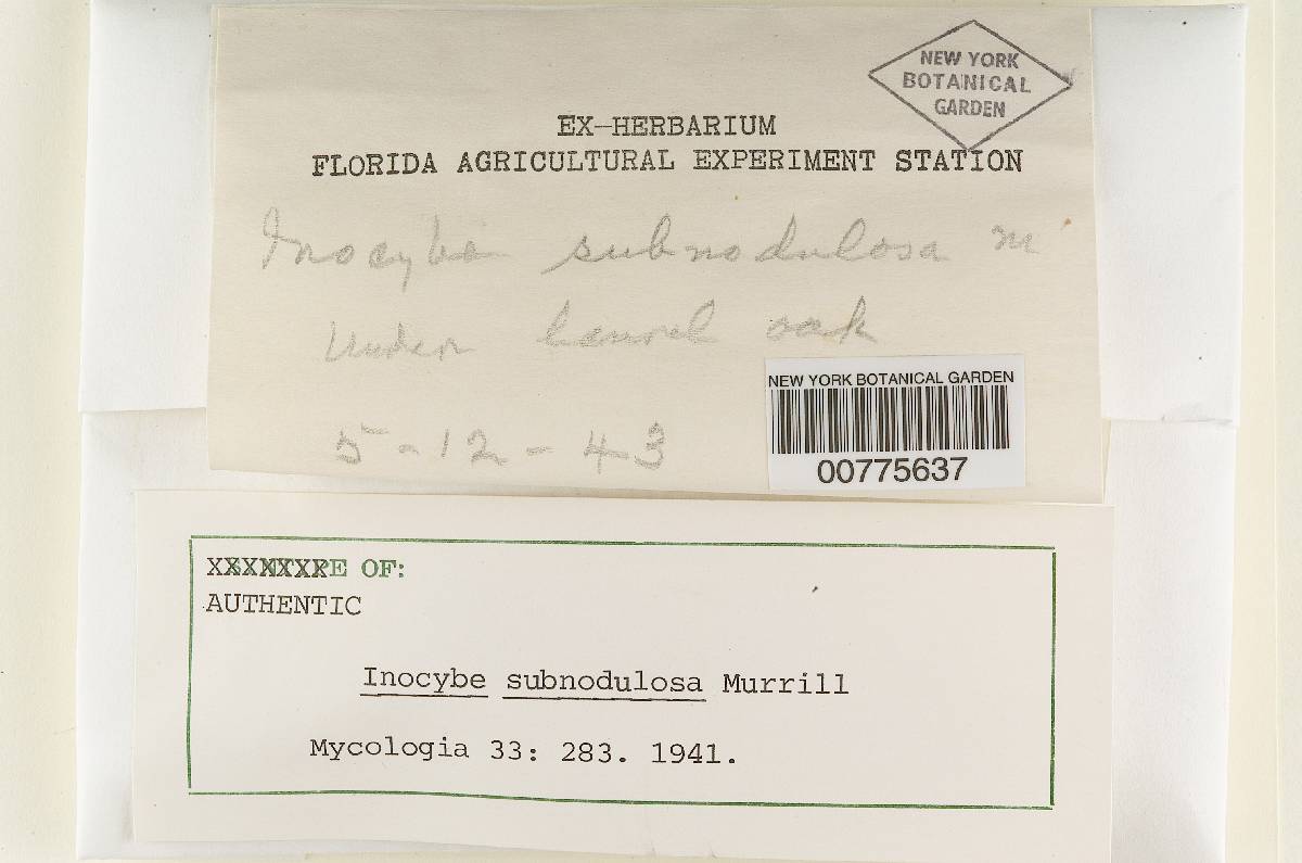 Inocybe subnodulosa image