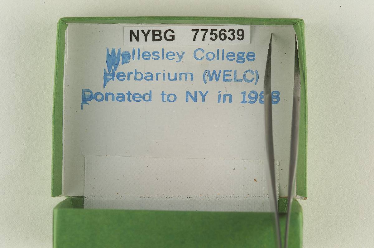 Inocybe subnodulosa image