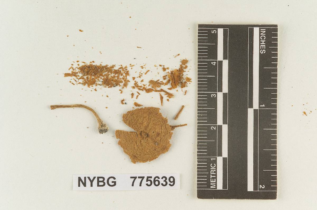 Inocybe subnodulosa image