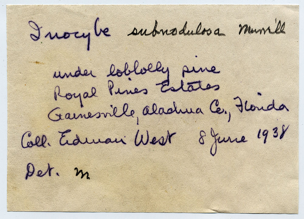 Inocybe subnodulosa image