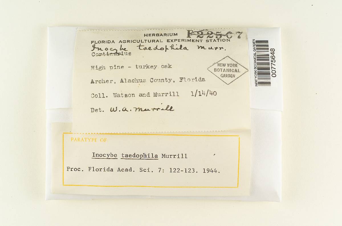 Inocybe taedophila image