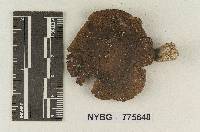 Inocybe taedophila image