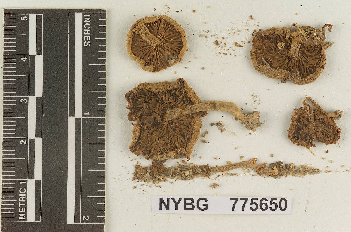 Inocybe tomentosa image