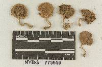 Inocybe tomentosa image