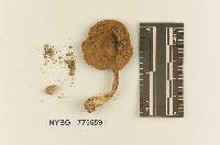 Inocybe subdecurrens image