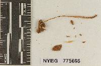 Pluteolus tropicalis image