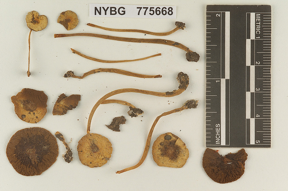 Pluteolus tropicalis image